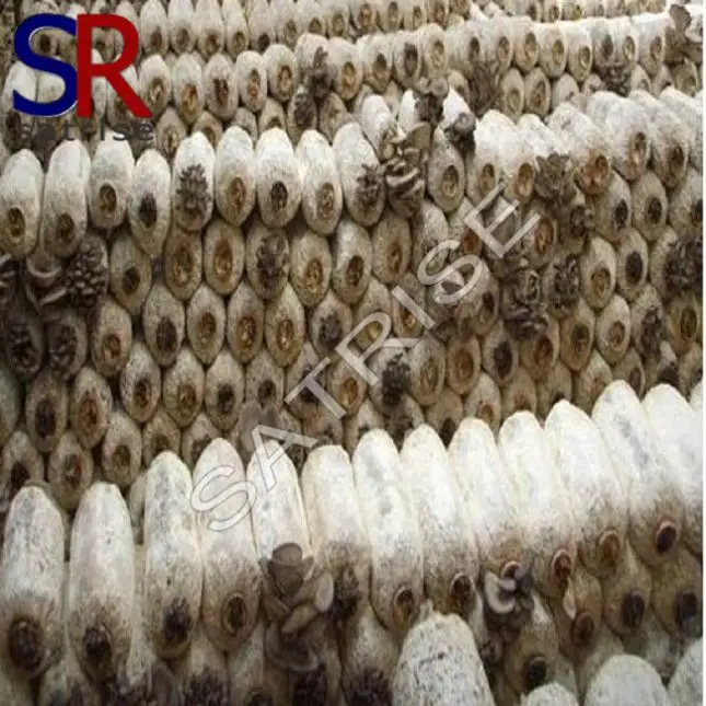 
Mushroom cultivating oyster mushroom spawn log 