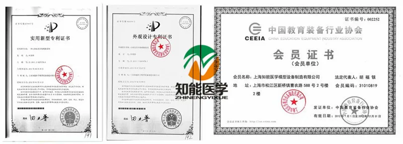 BIX-A1004 85CM Human skeleton model with nerves