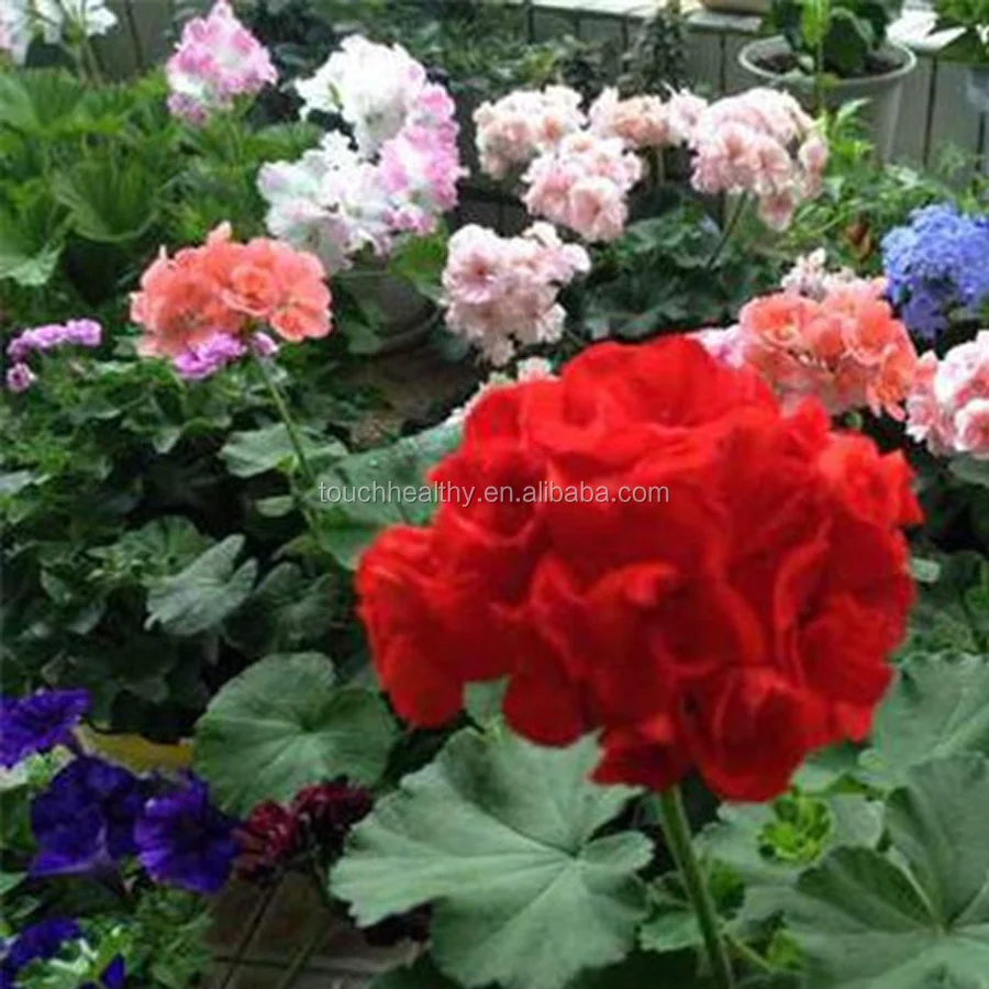 2021 Touchhealthy supply Geranium seeds for planting