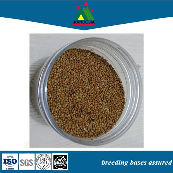 price wholesale canary bird millet seed