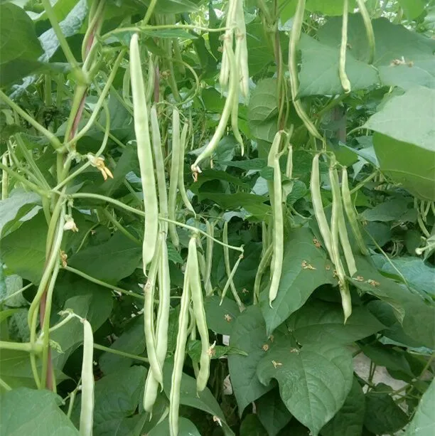 
vegetable seeds kidney beans seeds 