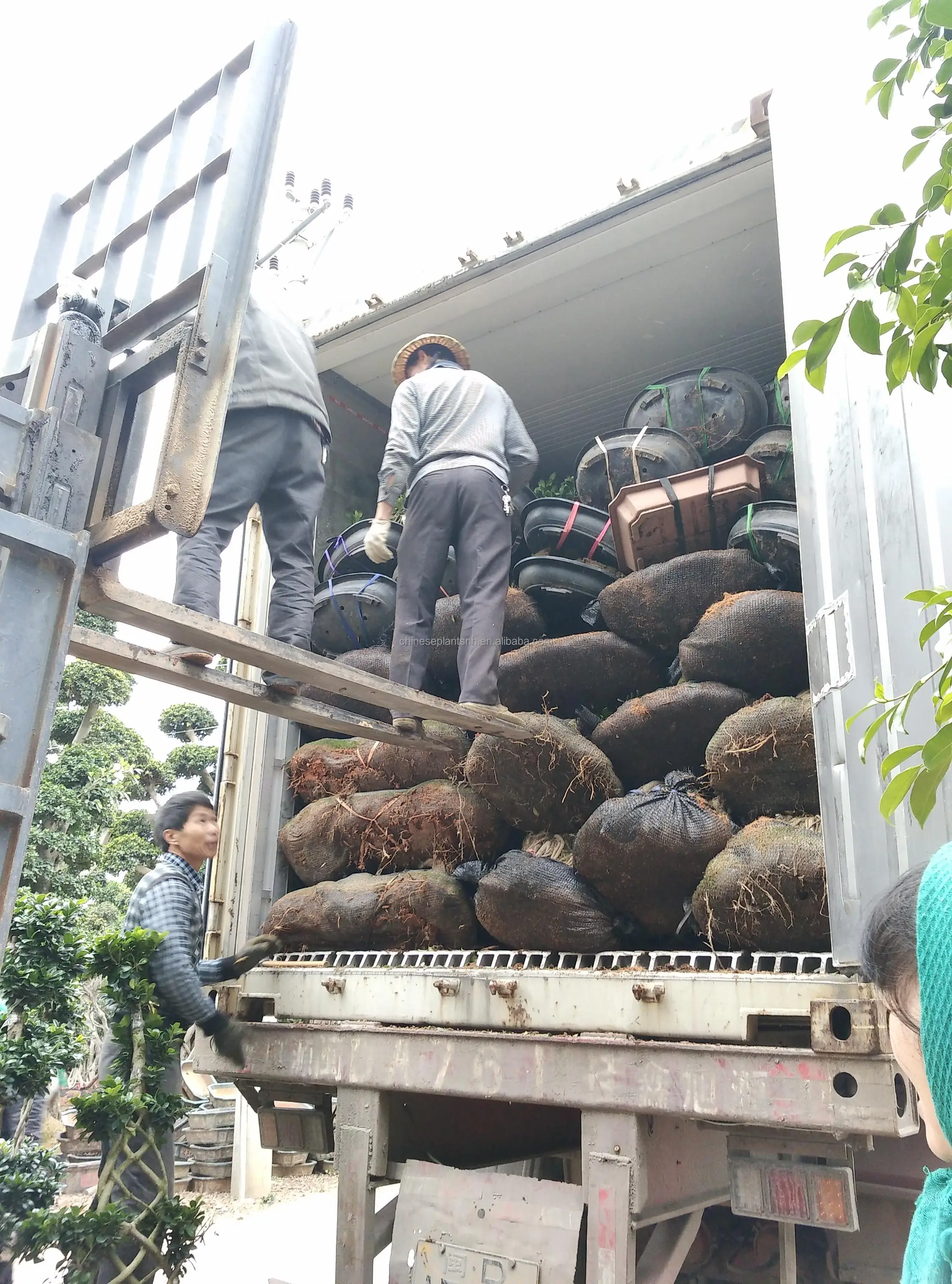 Ficus microcarpa shape 6#Net big bonsai trees for