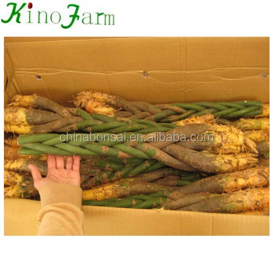 Indoor Plant Pachira