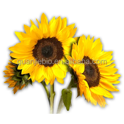 
free sample sunflower lecithin phosphatidylcholine 90% 