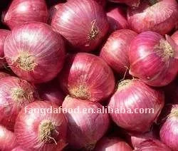 Fresh new onion on promotion