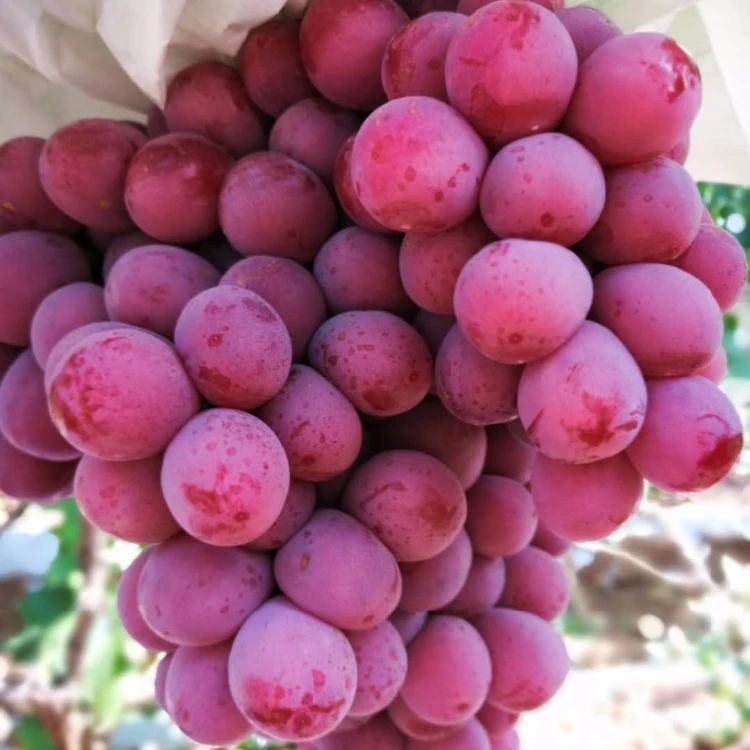 
Hot Sell Fresh Sweet Chinese Red Grapes 