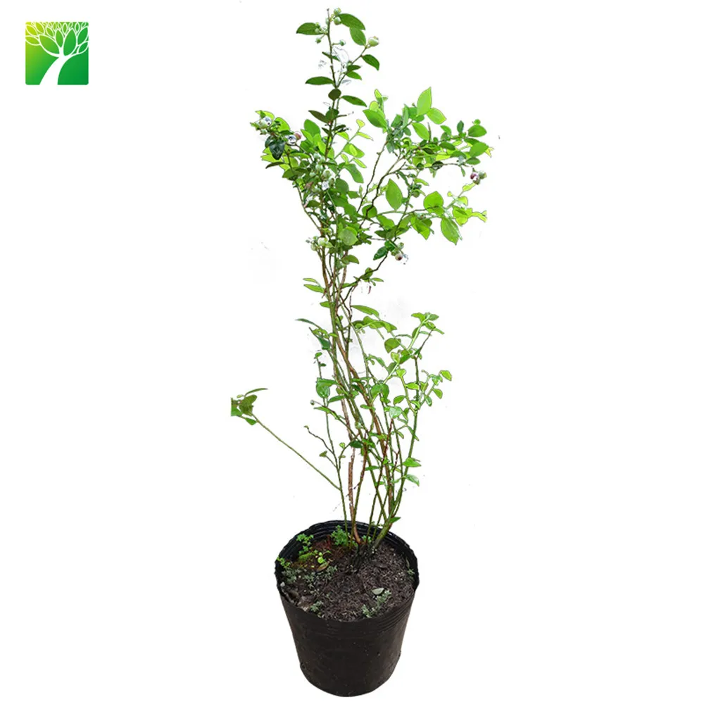 Распродажа, растительная ферма, белый цветок, черника, фруктовые саженцы, дерево, вакциния, Spp