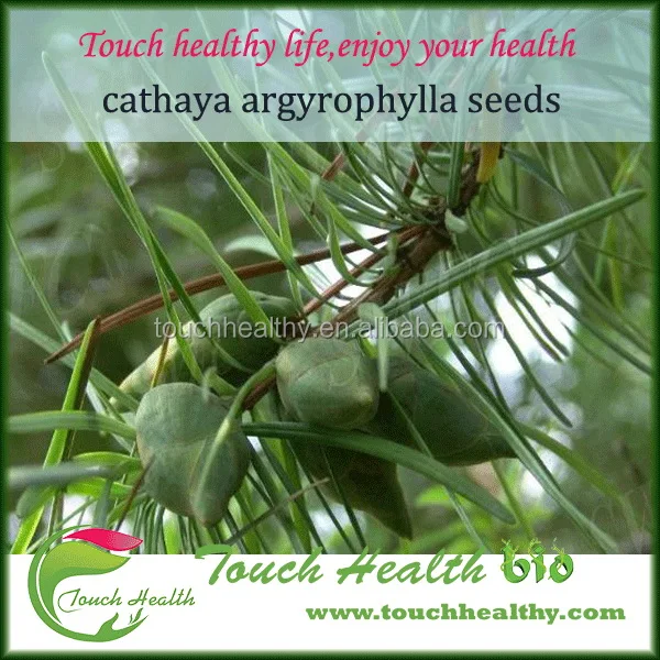  Поставка Touchhealthy 2021 семена катии аргирофиллы для