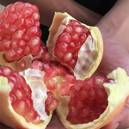 
Fresh new crop pomegranate for sale 