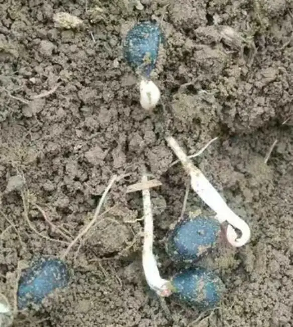 Декоративные растения, смешанные цвета, семена пиона для посева