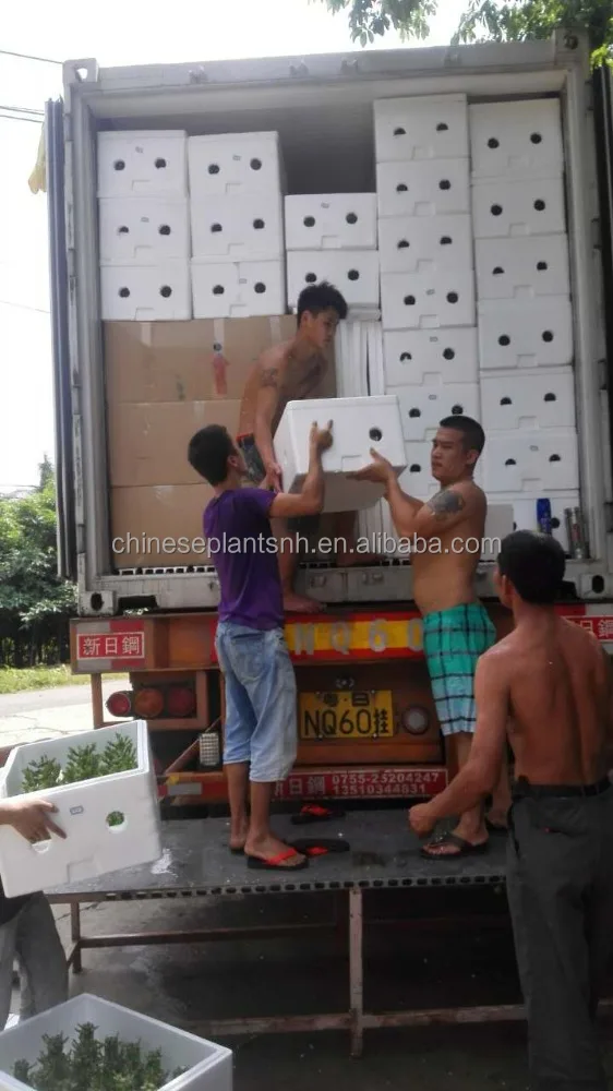 
lucky bamboo, DRACAENA SANDERIANA, spiral, lotus, tower,pyramid, braid, aquatic feng shui plants nursery garden decoration 