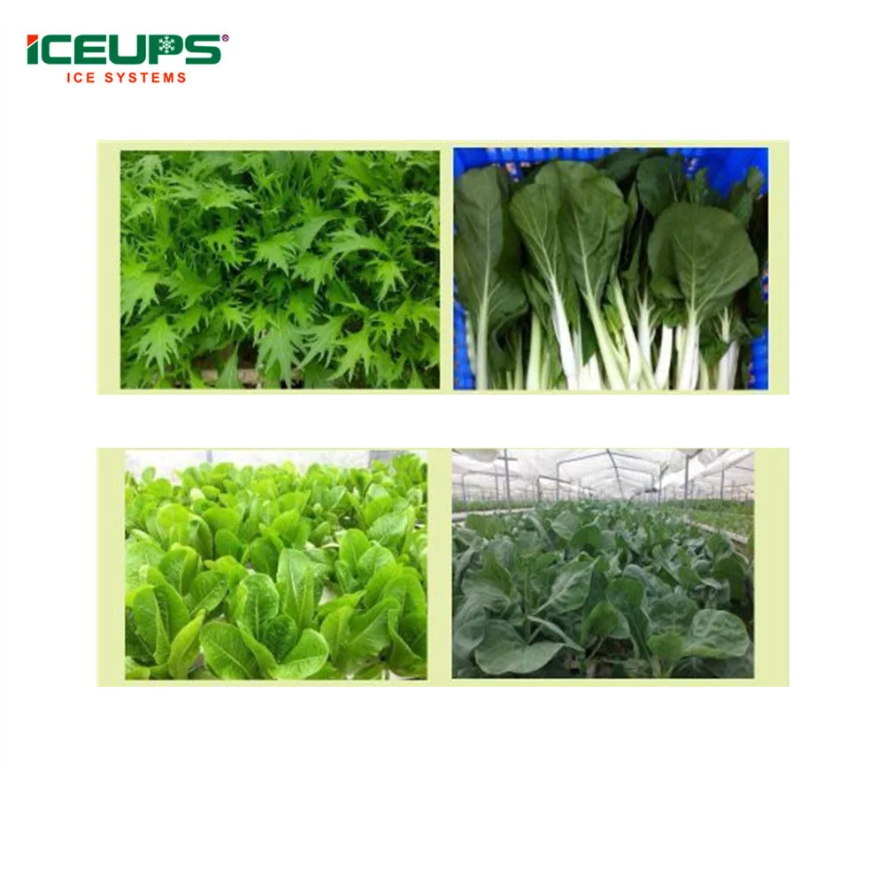 Factory direct sale vacuum cooler vacuum cooling machine vegetable machine for Brussel Sprouts fresh