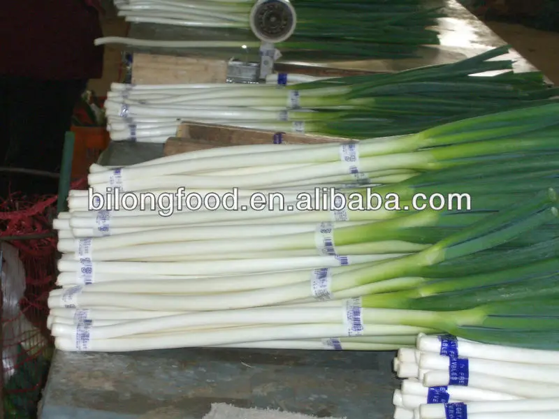 
new crop fresh scallions for wholesale 