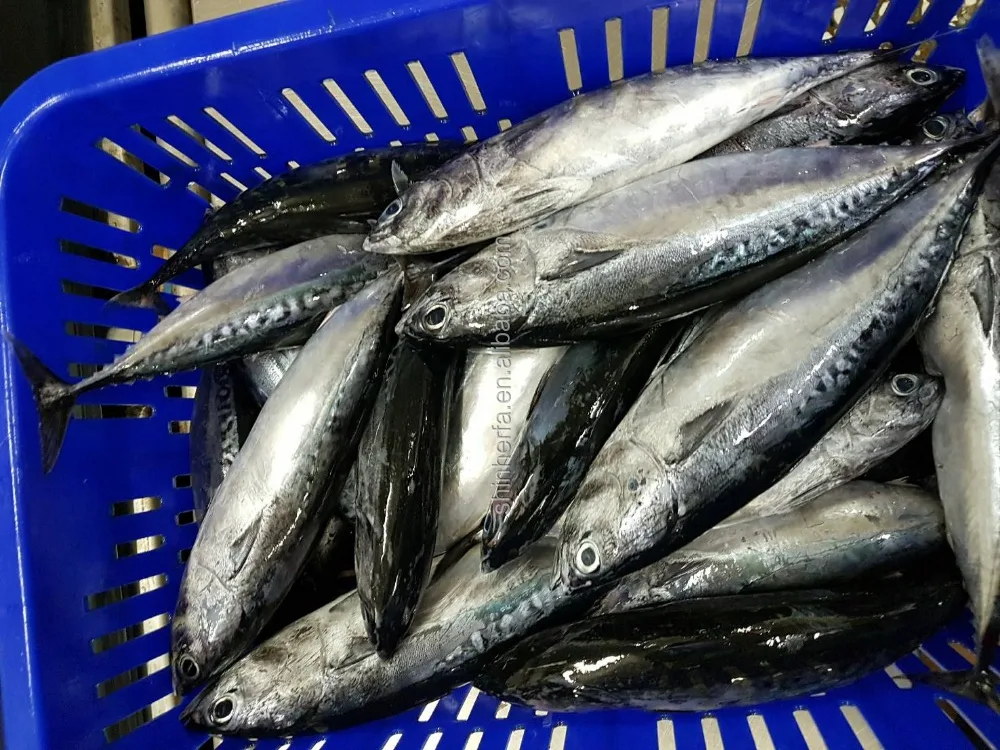 Taiwan Frozen Bonito Tuna 300/500 gram Euthynnus Affinis