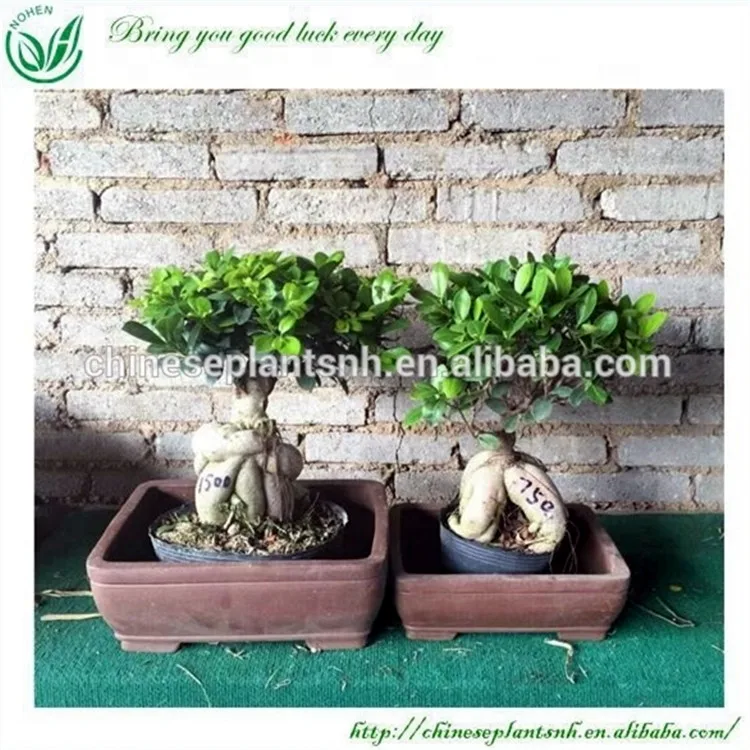 
 Живое фикус дерево  