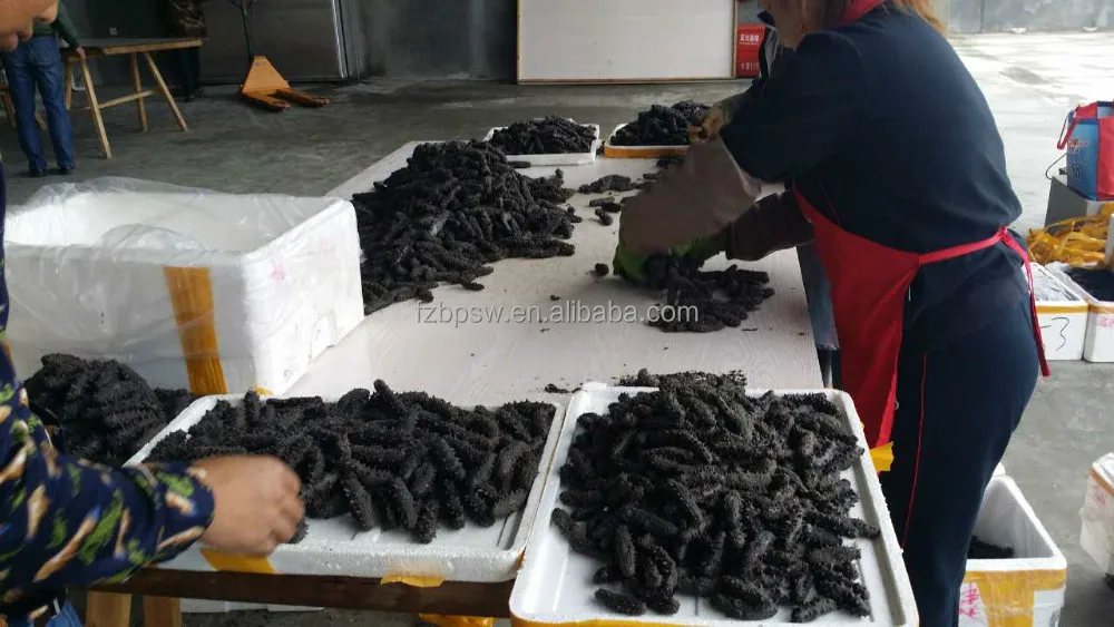 Highest Grade Dried Sea Cucumber,apostichopus japonicus In Fujian,China