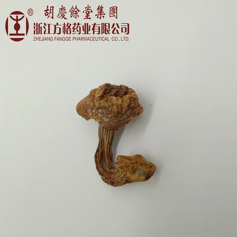 Mushroom production company,agaricus blazei powder