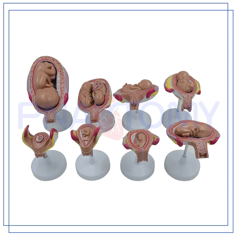 PNT-0600 Fetus development model Embryonic development model Fetal development model 8parts