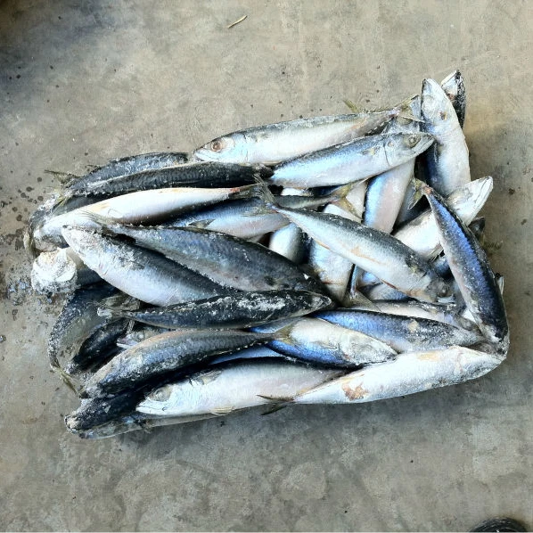 frozen pacific mackerel