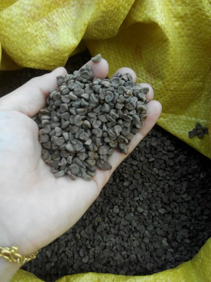 Новейшие семена Roselle, семена гибискуса Luosheng, семена цветочного чая для продажи