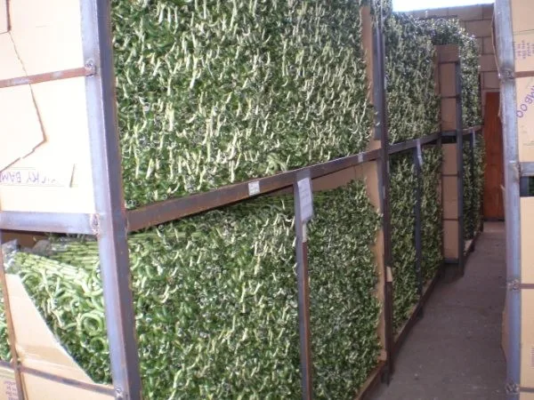 dracaena sanderiana straight lucky bamboo