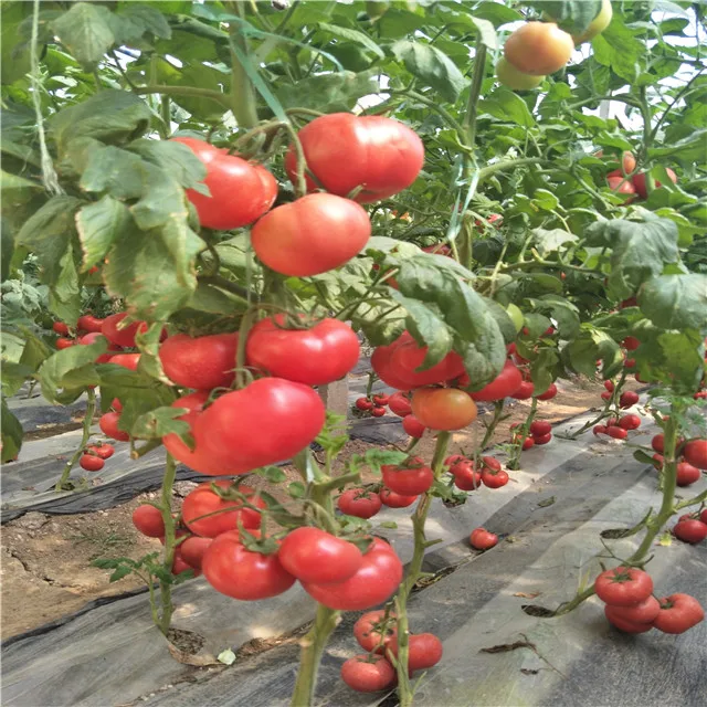 
Suntoday Indeterminate TY russian turkey big round hybrid tomato seeds 10gr/bag 