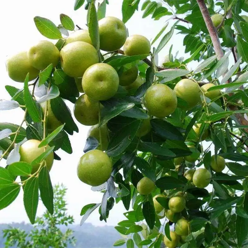 
Fujian natural plant Jujube fruit tree seedling 