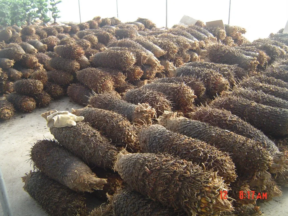  Чистые корень cycas Revolution лампы для