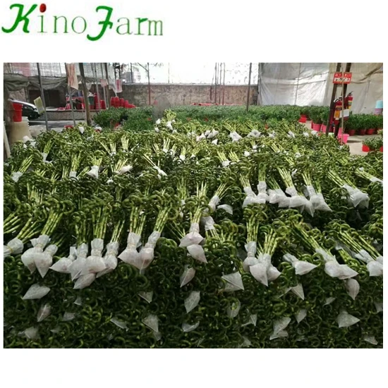 
 Бамбуковое растение на удачу  