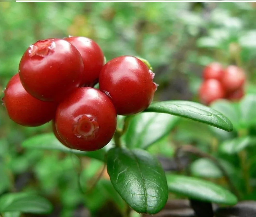 Japanese Lingonberry Extract Powder As Natural Antioxidant For Health Foods And Beverages For Skin Whitening, Skin Lightening