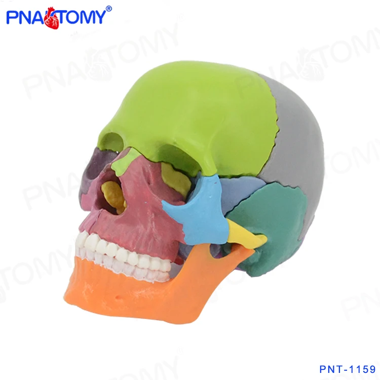 PNT-1159 1/2 size skull model 15parts with magnets hot sell detachable medical model for school