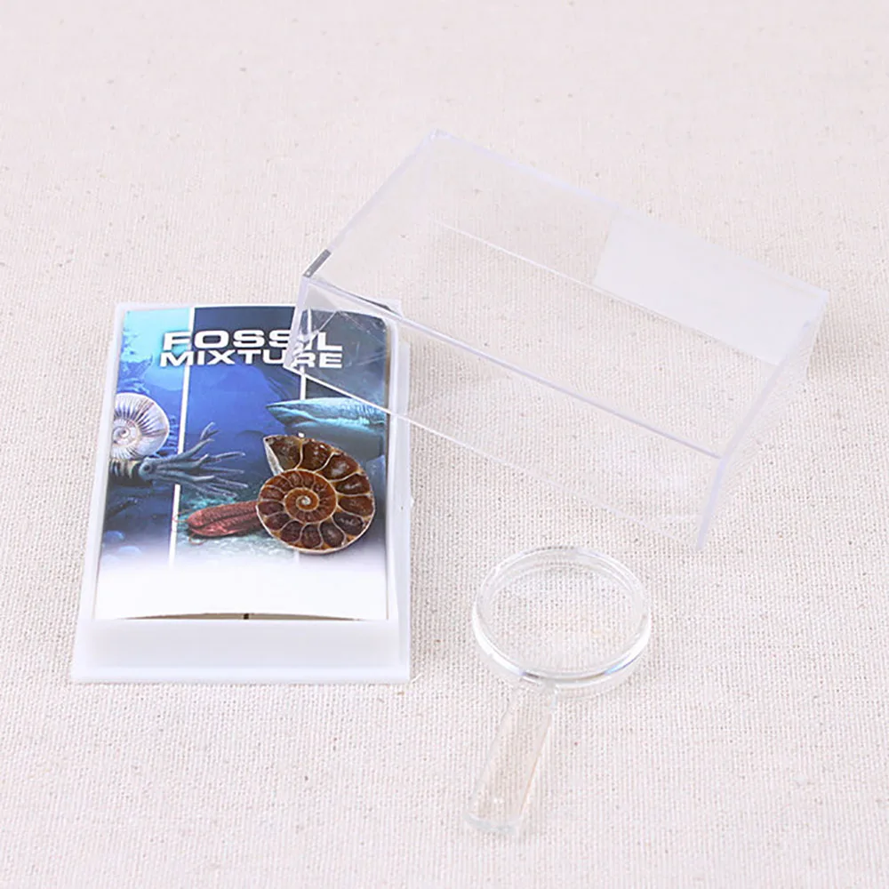 
Mix Marine Paleontology Fossil Specimen Minerala Fossil Teaching 