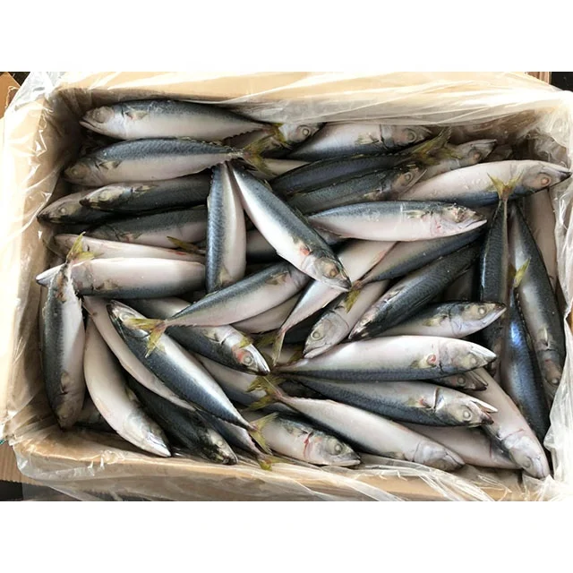 Замороженная скумбрия-Тихоокеанская скумбрия