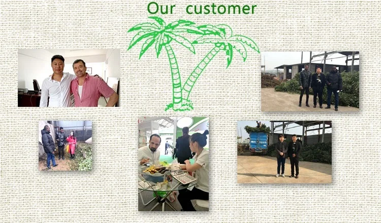 Высокая чистота натуральный борнеол с Заводской ценой экспорта