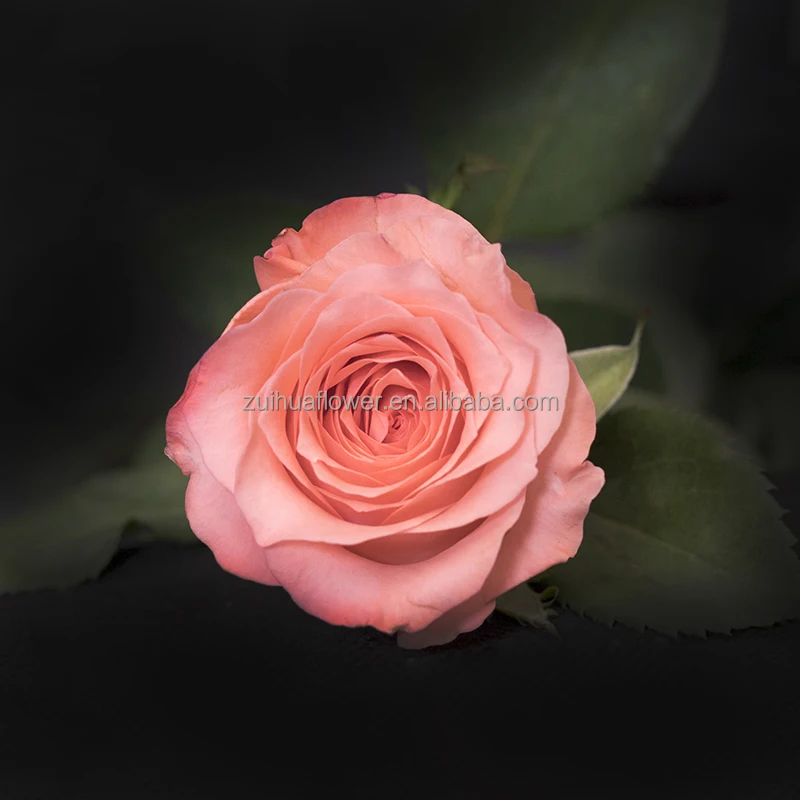 Свежесрезанных цветов Роза лучшее качество быстрая доставка по всему миру