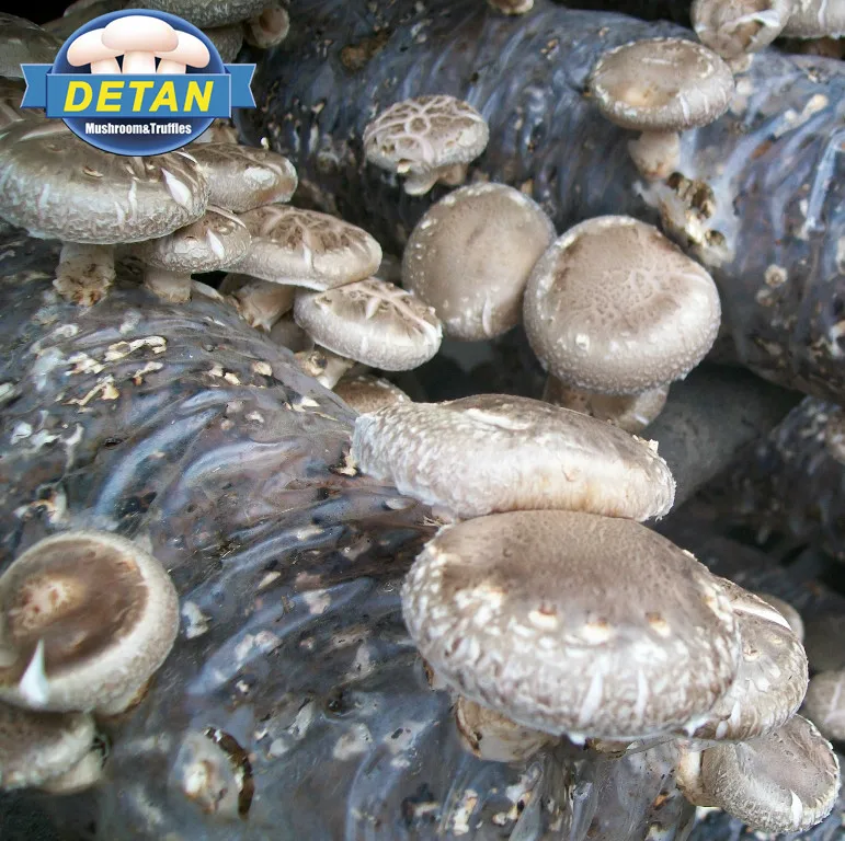 Detan Shiitake Mushroom Logs for Mushroom Buyers