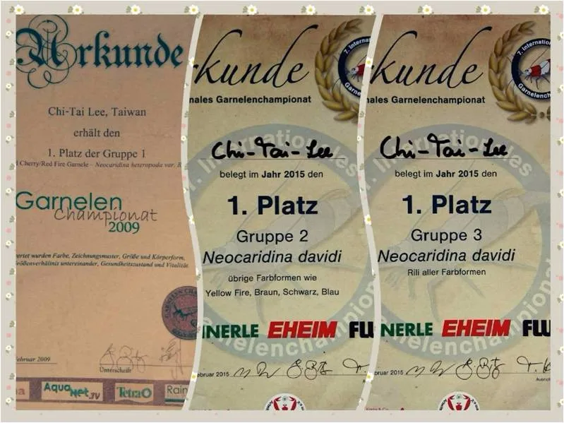 
Amazing Pseudotropheus elongatus chewere 