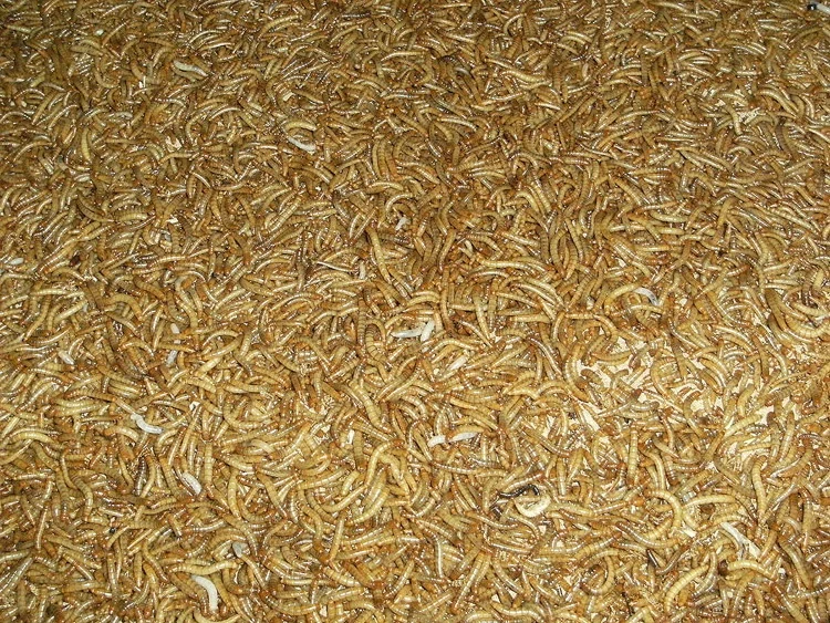 Курица пищевой сушеные хрущак мучной добавки корма для животных