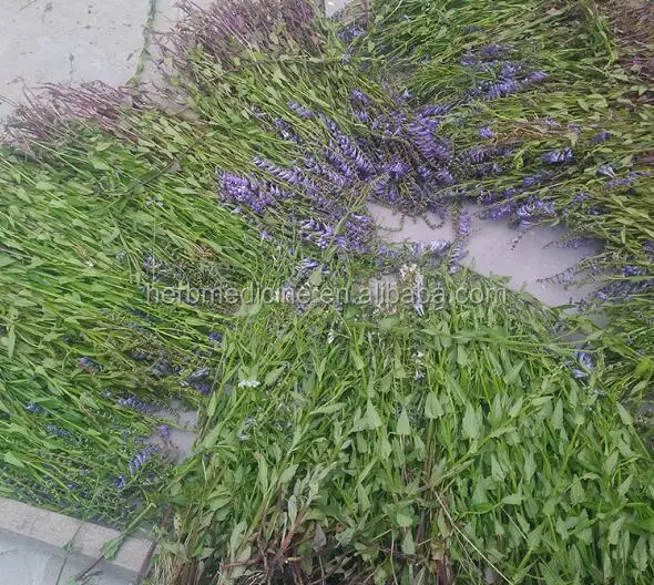 Продажа оптом сушеных натуральных диких порезов Scutellaria barbata Ban zhi lian