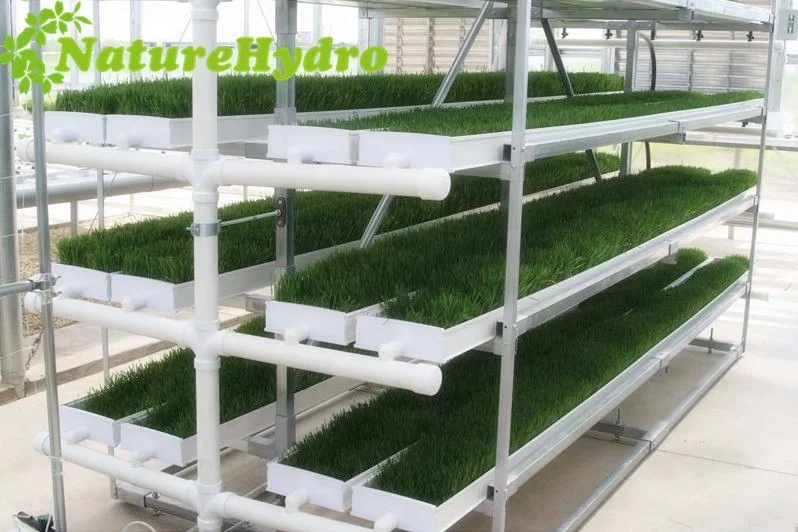 Microgreen hydroponic trays hydroponic channels wheat grass growing machine