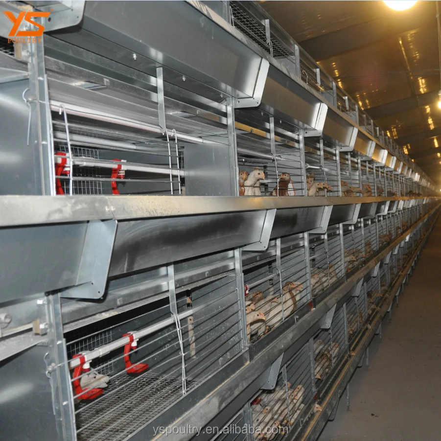 Latest Design H Frame Pullet Metal Chicken Cage