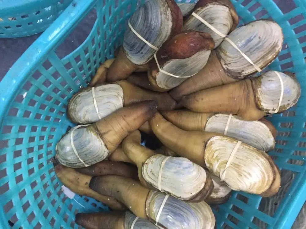 
Live geoduck 