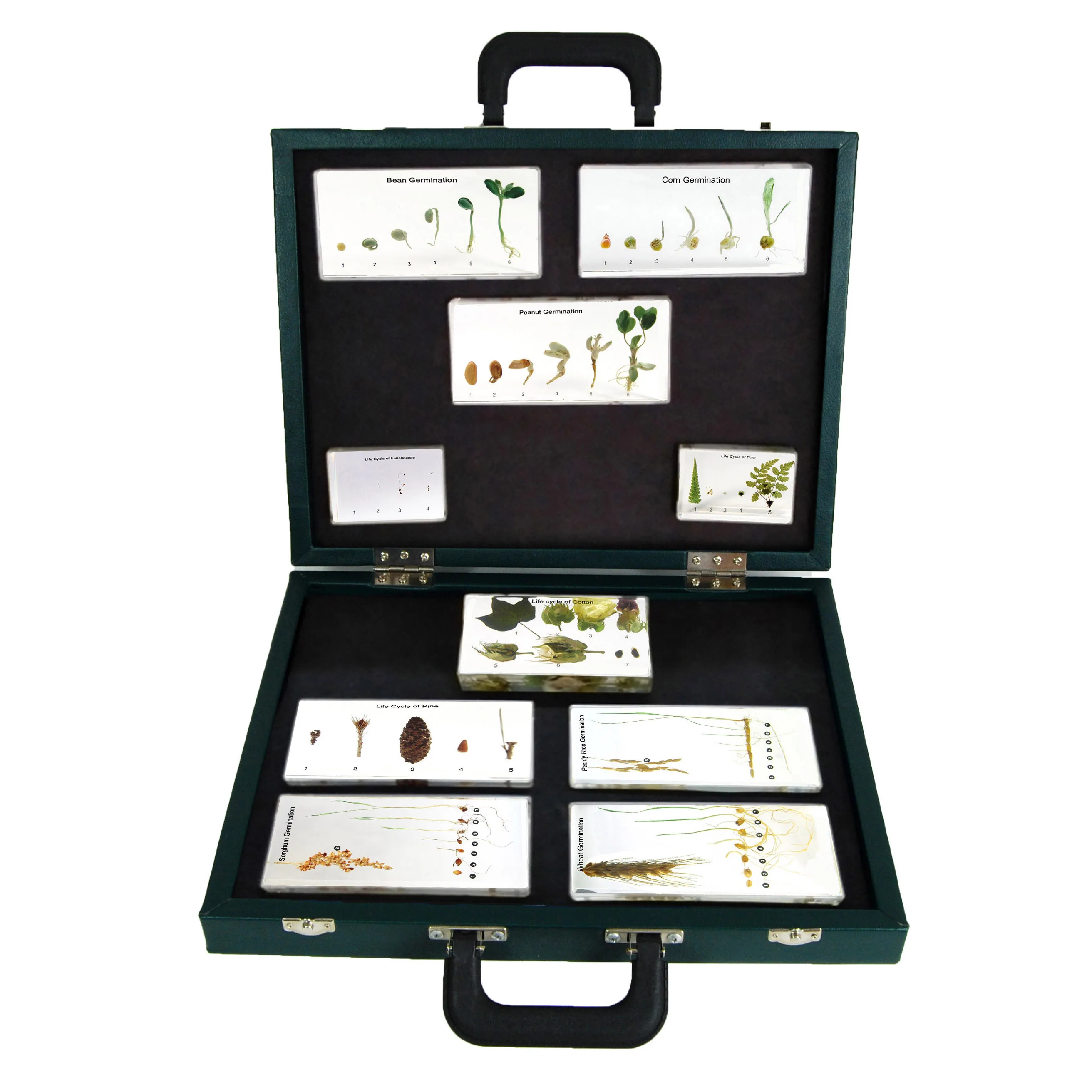 Gelsonlab HSBS-135 Acrylic Plant Germination Specimen embedded biological specimens