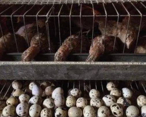 Клетка Для перепелов для домашнего разведения, оцинкованная шифрование, автоматическое сбор перепелов