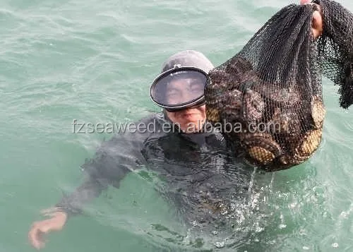 Dry Seafood Abalone Dried Abalone For Sale