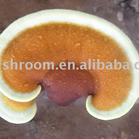 ganoderma lucidum powder,ganoderma lucidum extract;reishi mushroom tea