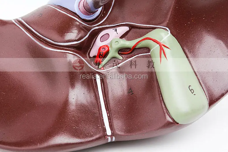 HM-BD-103 High quality Plastic Anatomical liver model