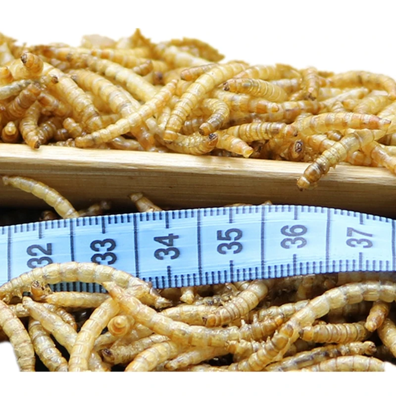 DRIED MEALWORMS Wild Birds Food 75g DRIED MEAL WORMS