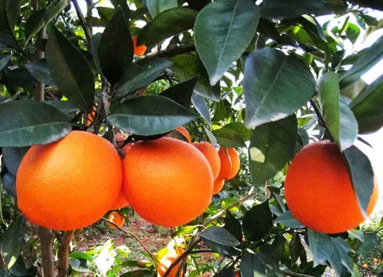 
Fresh nanfeng honey mandarin from China 