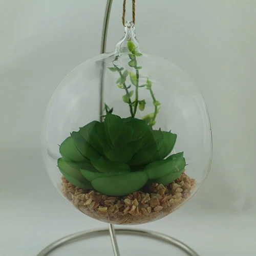 
We export succulent plants glass succulent plant potted 